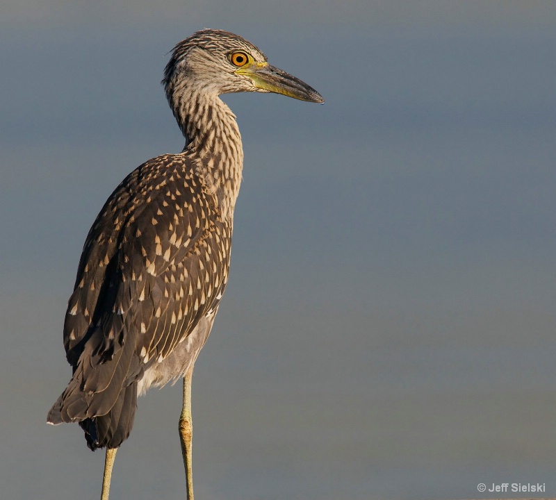 Morning Time By The Water!!  Immature Heron