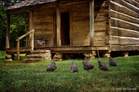 Single Pen House and Chickens