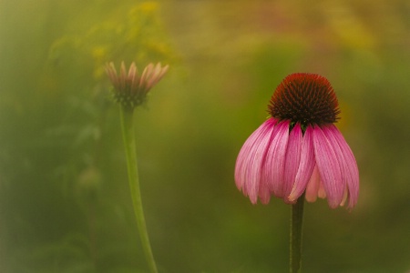 Cone Flower