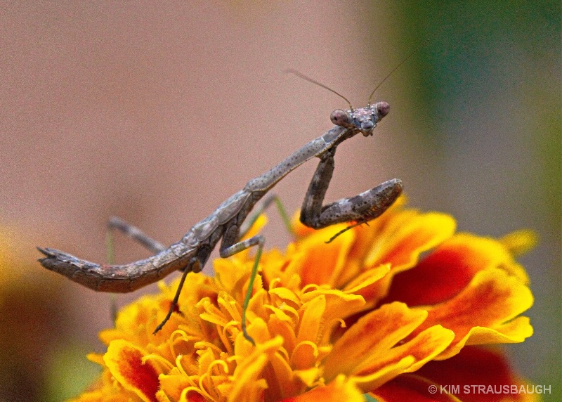 Praying Mantis On A Marigold