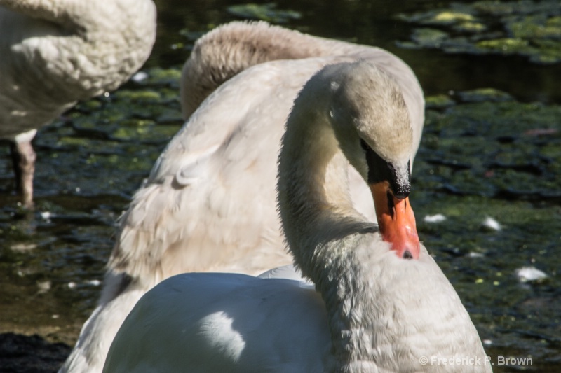 Swans by the Lake-2476