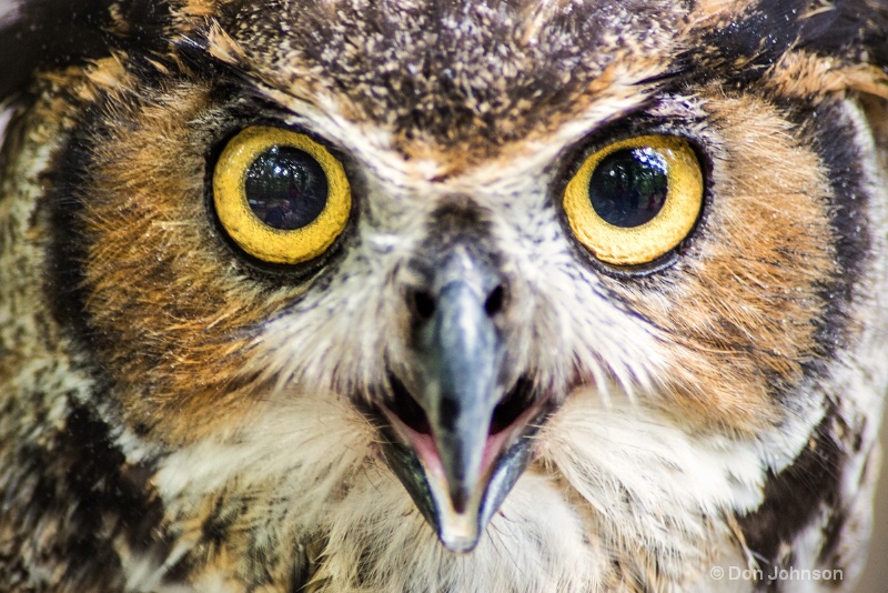 Great Horned Owl 3-0 f lr 8-16-15 j188