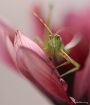 Praying Mantis - ...
