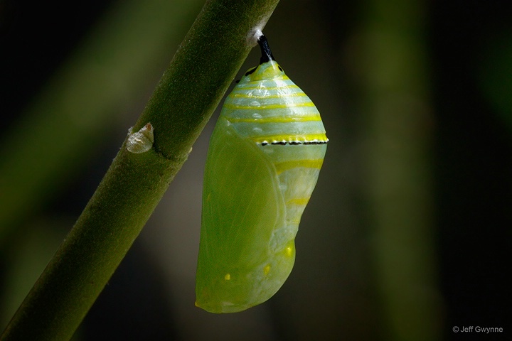 Chrysalis