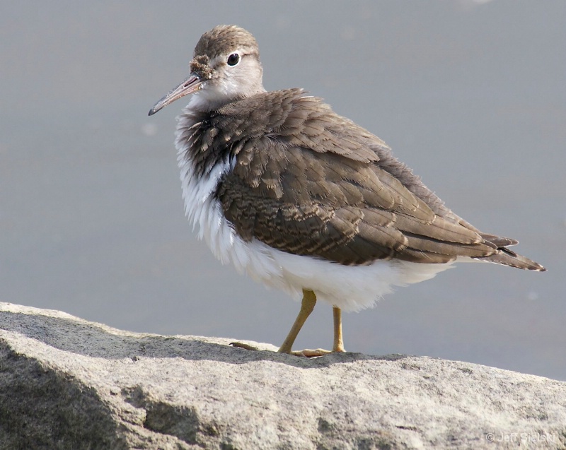 I Am Fluffy & Cute!!  Plover Bird 