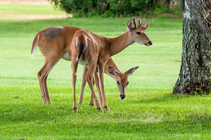 Double Deer