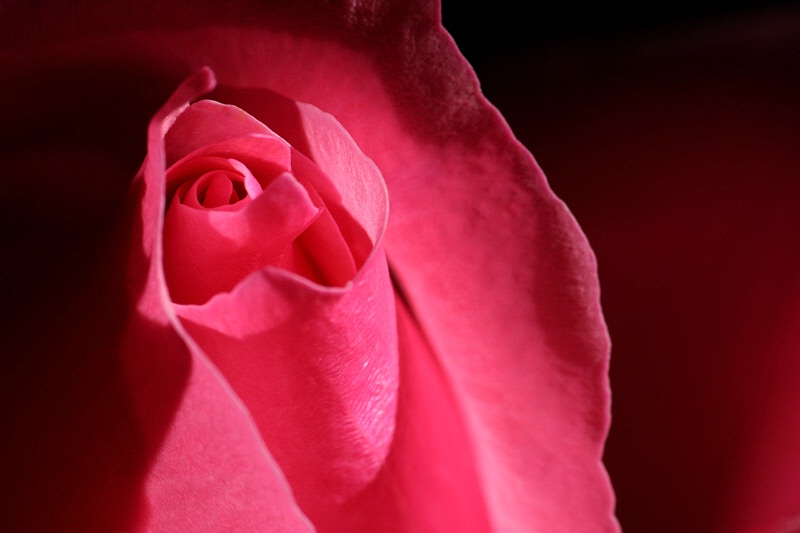 Pink rose close-up