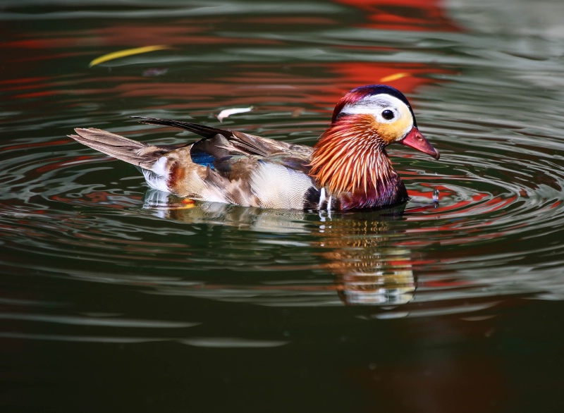 Mandarin Duck   