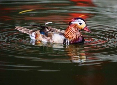 Mandarin Duck   