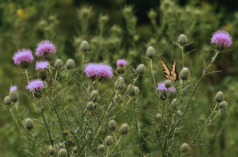 Butterfly on Thistle