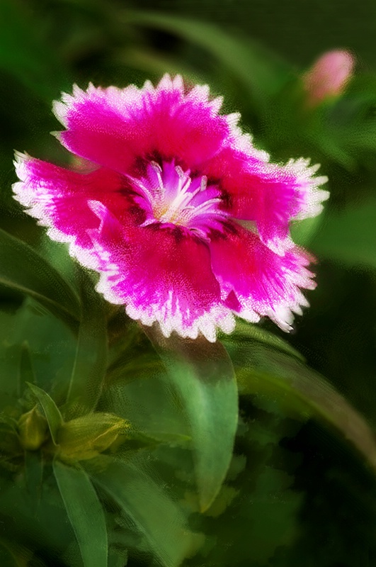 Garden Pink