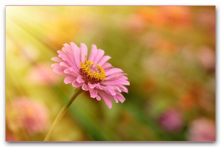 light pink zinnia