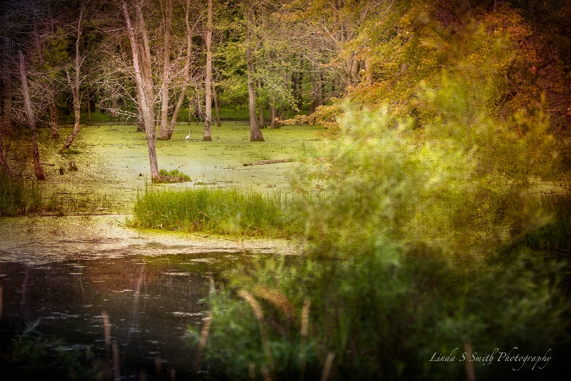 Shiawassee National Wildlife Refuge