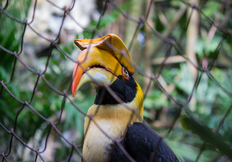 Bird behind wires