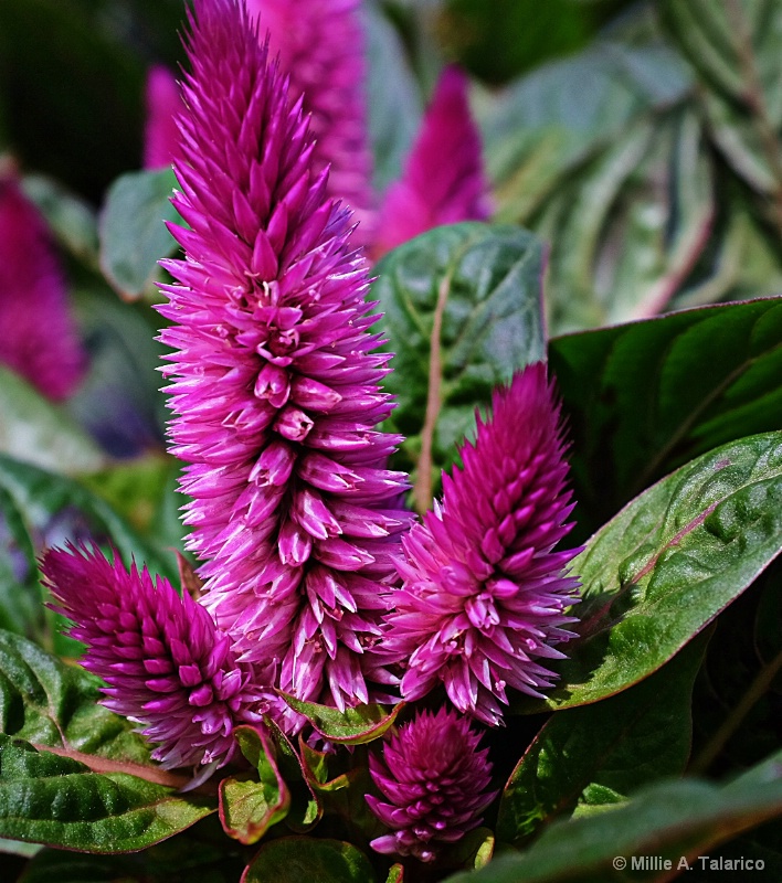 Celosia