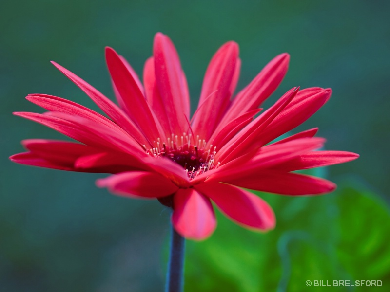 RED AND GREEN