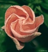 Hibiscus Unfoldin...