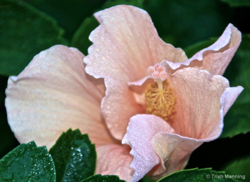 Hibiscus in the Morning Light...