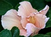 Hibiscus in the M...