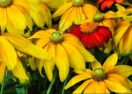 Summer Blooms