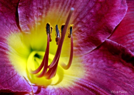 Flower Detail 