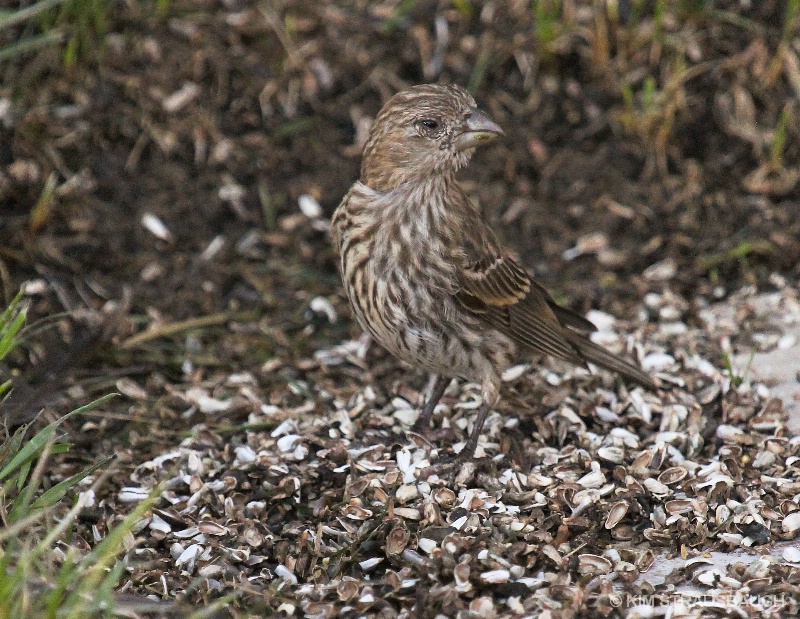 Female Finch