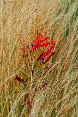 In The Weeds