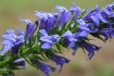 Great Lobelia