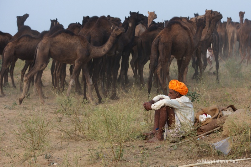 Camel herder at rest at Pushkar festival 