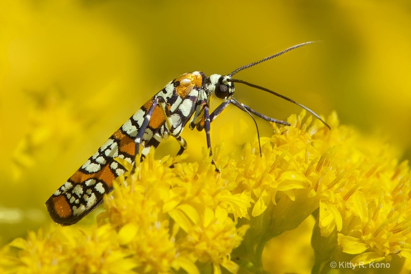 Ailianthus Webworm Moth - ID: 14973502 © Kitty R. Kono