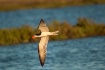 Summer Flight