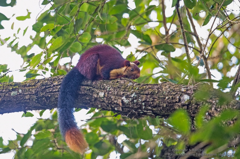 Malabar giant squirrel (Ratufa Indica)