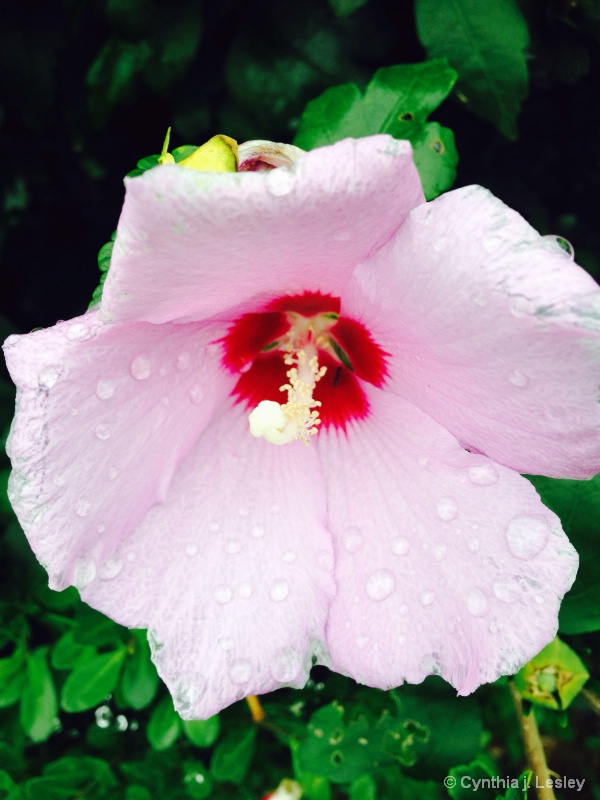 Pretty pink flower