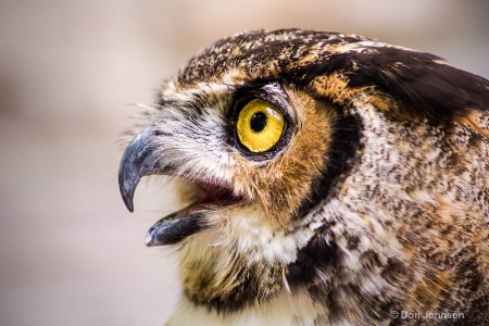 Great Horned Owl Profile 3-0 f lr 8-16-15 j119
