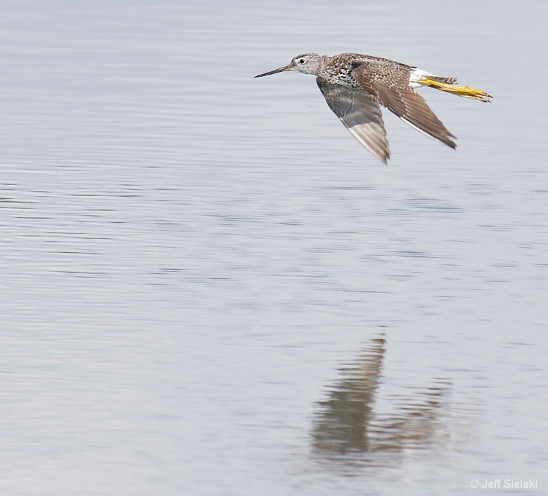 Here I Am!!!   Wood Sandpiper In Flight