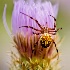 2Spider on basket flower - ID: 14974017 © Sherry Karr Adkins