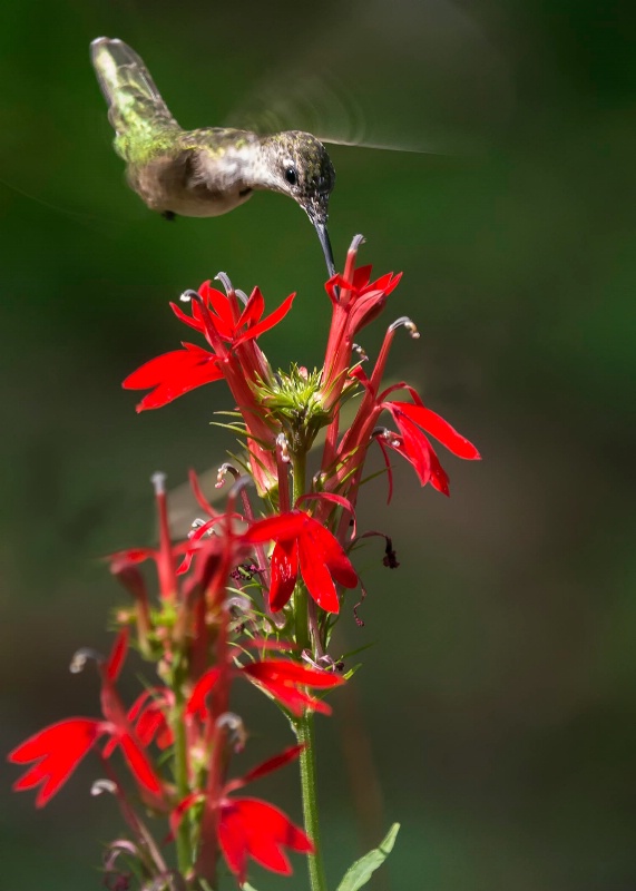 Hummingbird on Cardinal Flower