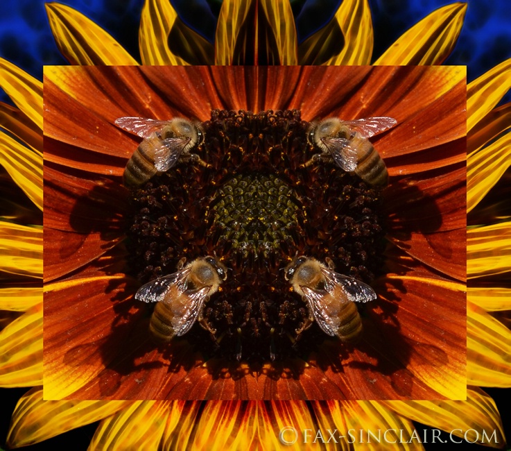Bee Quad - ID: 14974678 © Fax Sinclair