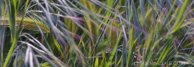 Fractal Grasses - Detail - ID: 14974688 © Fax Sinclair