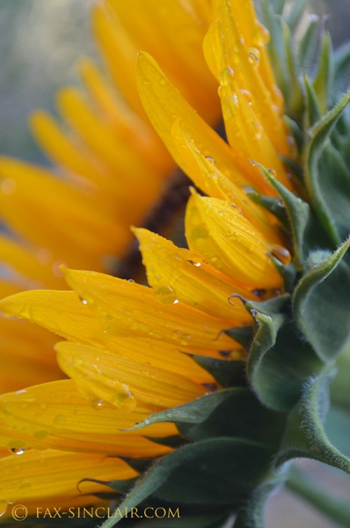 Sunflower Edge  - ID: 14974695 © Fax Sinclair