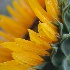 © Fax Sinclair PhotoID # 14974695: Sunflower Edge 
