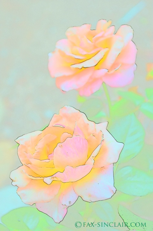 Roses Effects - ID: 14974696 © Fax Sinclair