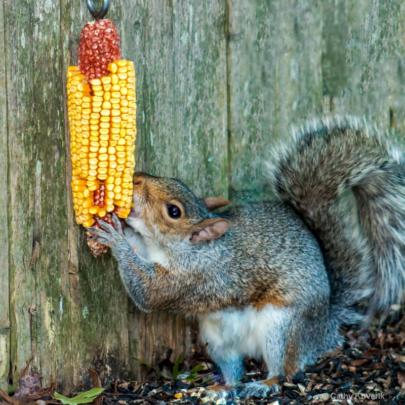 Mmmm, Corn on the Cob