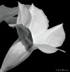 Mandevilla in Bla...