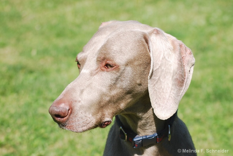 Weimaraner in Full Sun