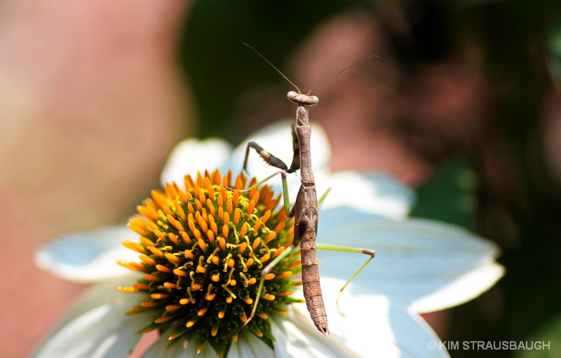 Mantis View