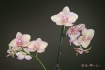 Pink Orchid 2