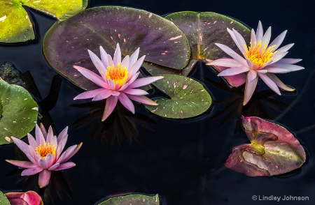 Water Lily Trio