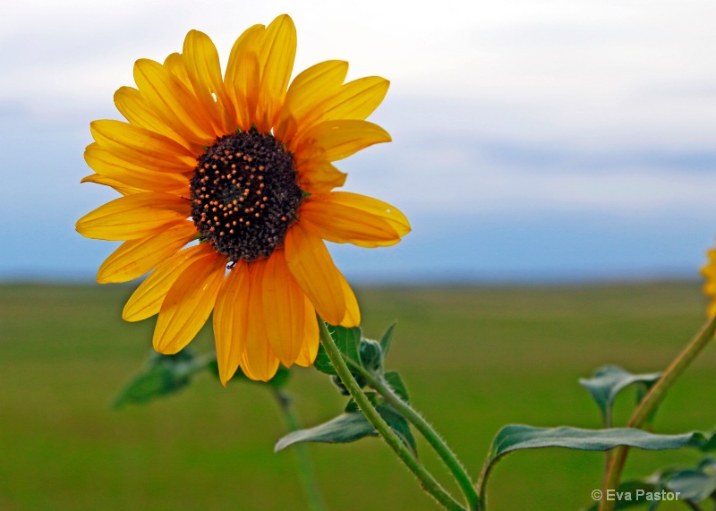 Badlands Sunflower