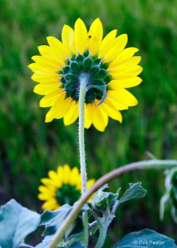 Badlands Sunflower - from back